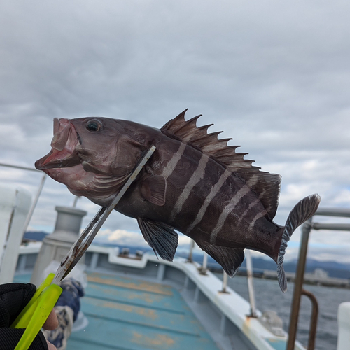 マハタの釣果