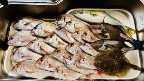 マダイの釣果