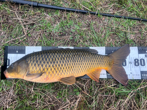 コイの釣果