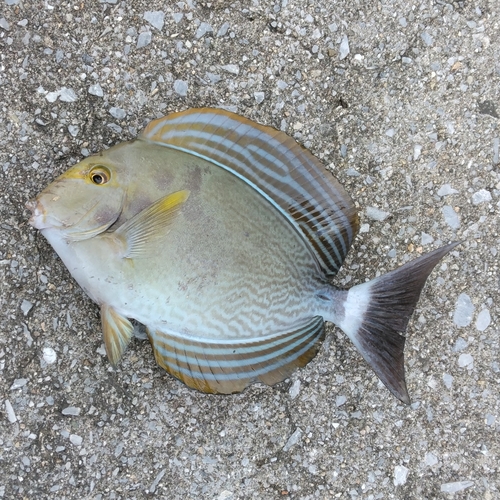 トカジャーの釣果