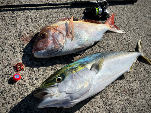 マダイの釣果