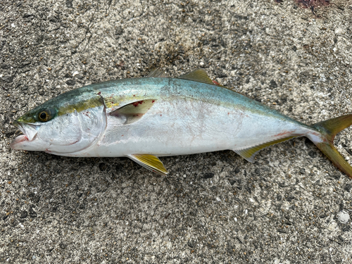 ネリゴの釣果