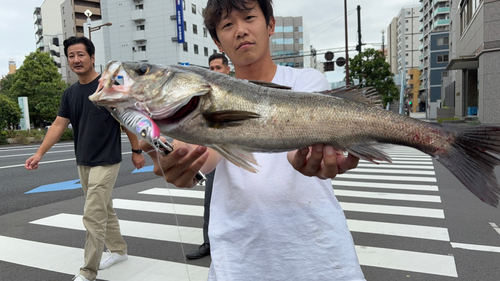 シーバスの釣果