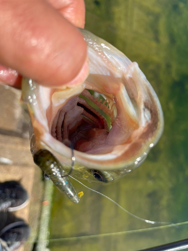 ブラックバスの釣果