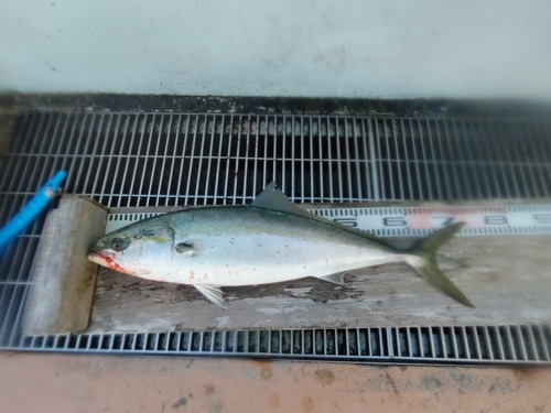 新地町海釣り公園