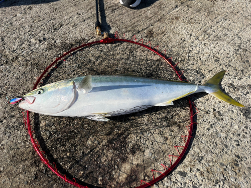 ブリの釣果