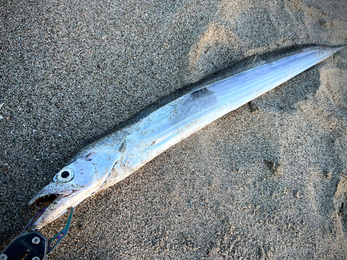 タチウオの釣果