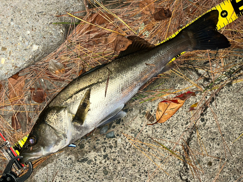 シーバスの釣果