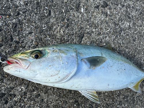 ヤズの釣果