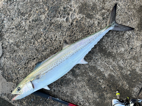 サゴシの釣果