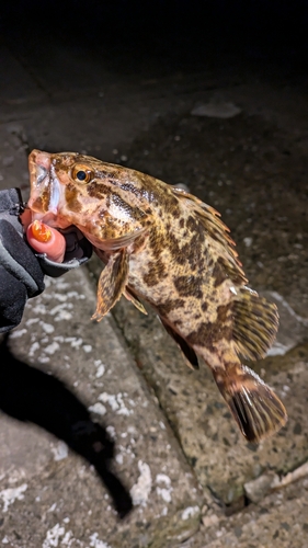 タケノコメバルの釣果