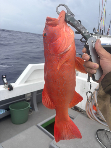 アカジンミーバイの釣果