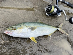 イナダの釣果