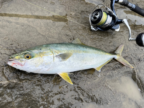 イナダの釣果