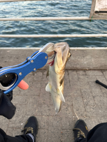 エソの釣果