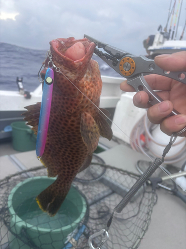 シロブチハタの釣果