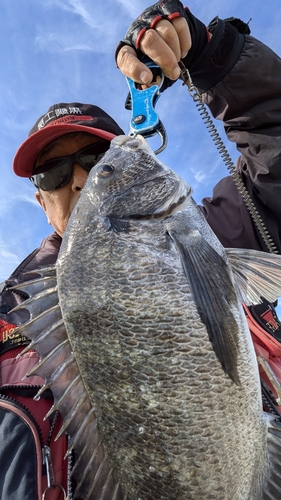 チヌの釣果