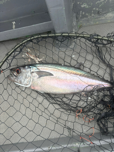 イソマグロの釣果