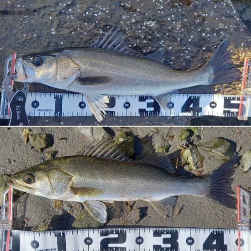 シーバスの釣果