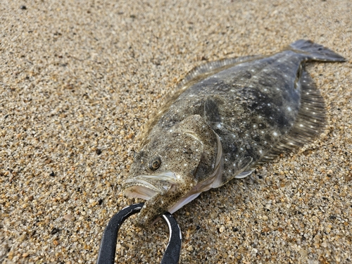 ヒラメの釣果