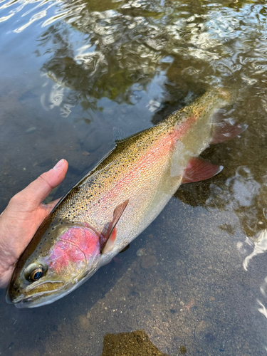 ニジマスの釣果