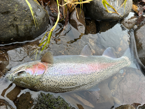 ニジマスの釣果