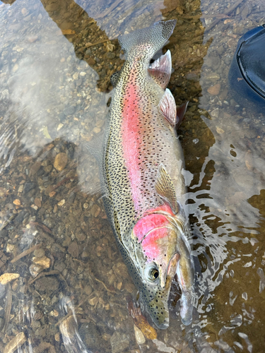 ニジマスの釣果