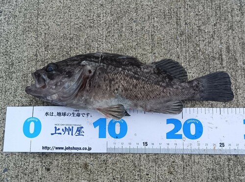 ソイの釣果