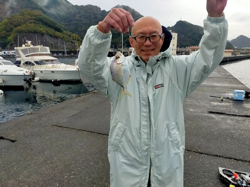 カイワリの釣果