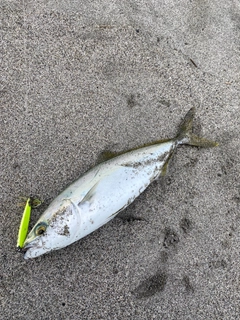 ツバスの釣果