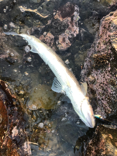 エソの釣果