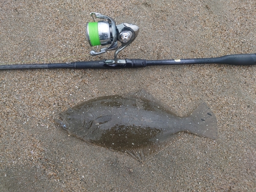 ソゲの釣果