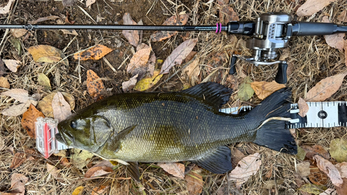 スモールマウスバスの釣果