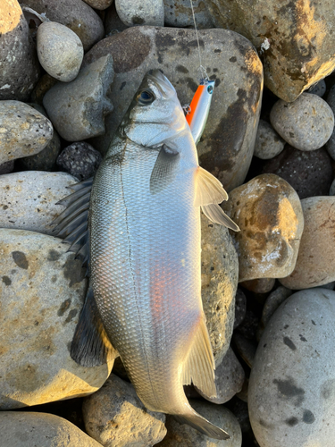 セイゴ（ヒラスズキ）の釣果