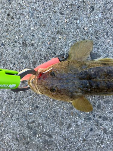 マゴチの釣果