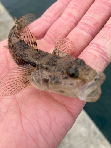 ハゼの釣果