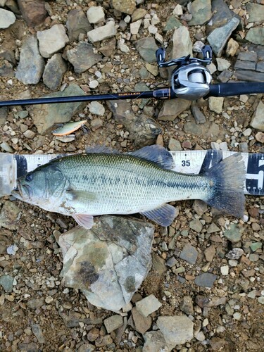 ブラックバスの釣果