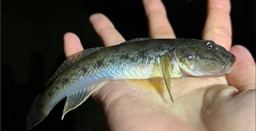 マハゼの釣果