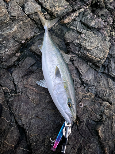 ブリの釣果