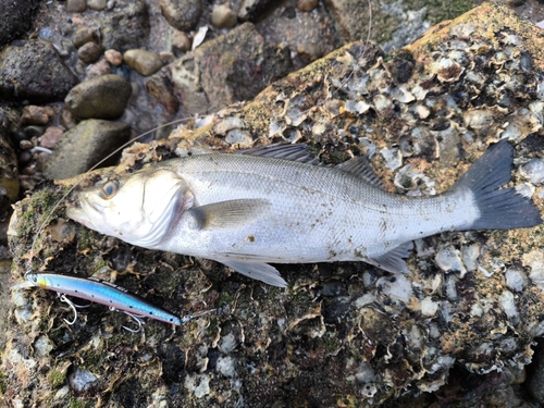 セイゴ（マルスズキ）の釣果