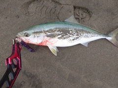 イナダの釣果