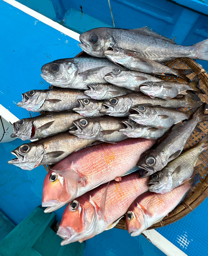 クロムツの釣果