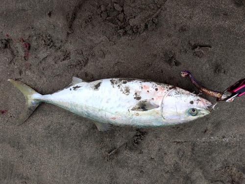 イナダの釣果