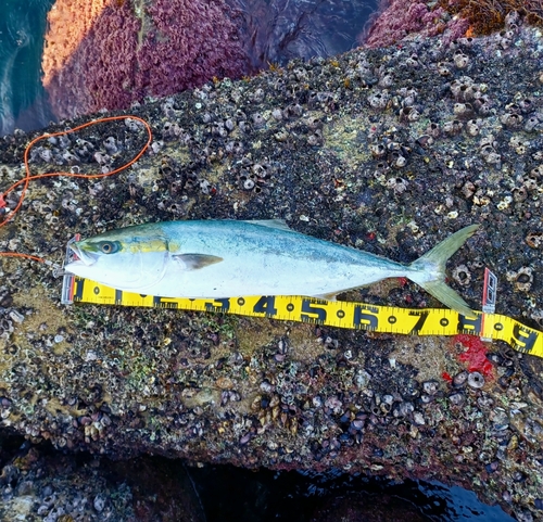 ブリの釣果