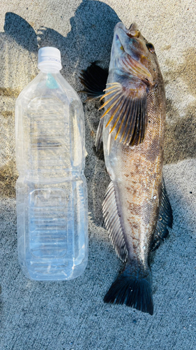 アイナメの釣果