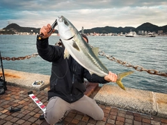 ブリの釣果