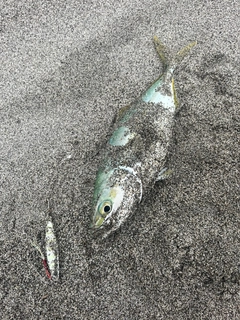 イナダの釣果