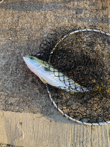 ハマチの釣果