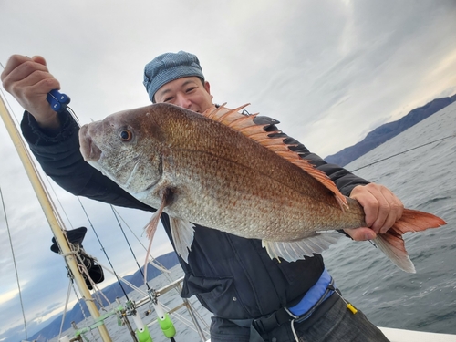 マダイの釣果