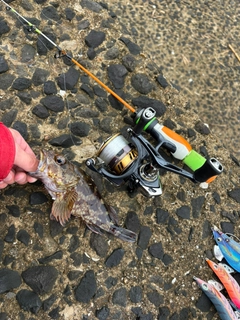 アラカブの釣果